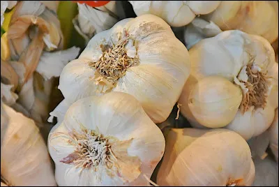 Quelle est la capitale de l'ail située dans le département du Gers ?