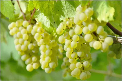 Quelle est la capitale du chasselas située dans le département du Tarn-et-Garonne ?