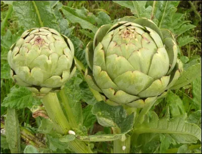 Quelle est la capitale de l'artichaut située dans le département du Finistère ?