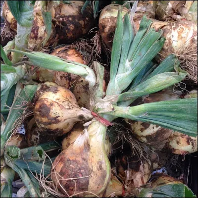 Quelle est la capitale de l'oignon doux située dans le département de l'Hérault ?