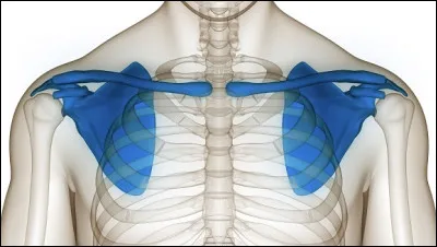 Quel autre nom donne-t-on à la ceinture pectorale ?