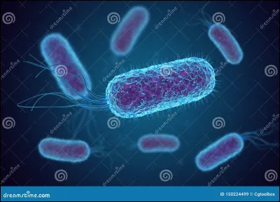 Que sont les bifidobactéries ?