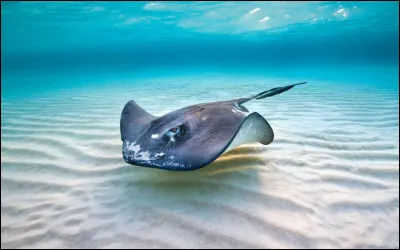 Laquelle est dangereuse pour l'homme ?