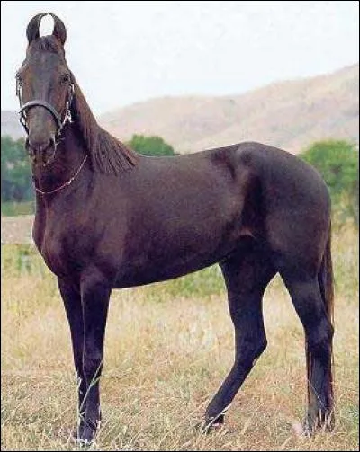 Quelle est cette race ?