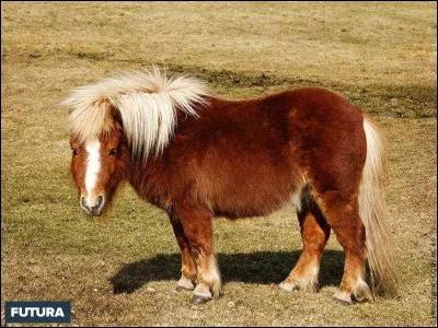 Quelle est cette race ?