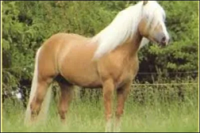 Quelle est cette race ?
