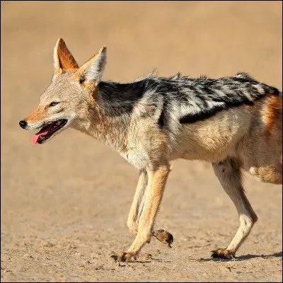 Quel est le pluriel du mot "chacal" ?