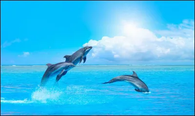 Combien de dents a le dauphin ?