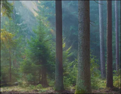 Tu veux qu'elle soit en bois :