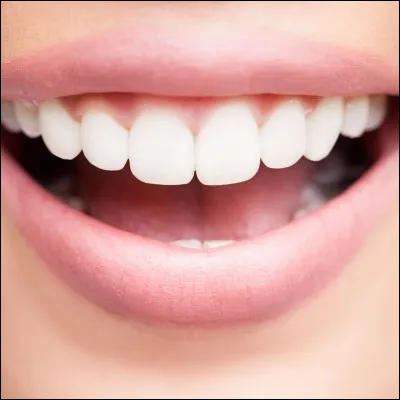 Combien de dents un humain adulte a-t-il ?