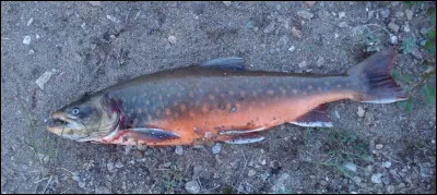 Quel &eacute;tait l'ancien nom du nombril ?