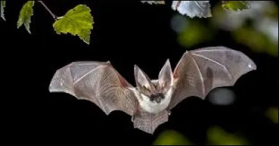 Les chauves-souris sont des mammifères nocturnes.