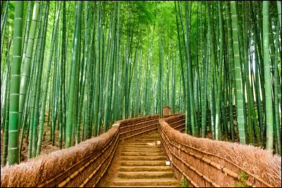 Dans quel pays peut-on se balader dans le parc des Bambous pourpres ?