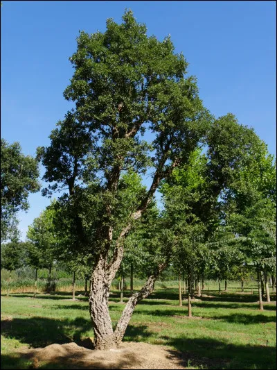 Quel arbre peut &ecirc;tre "li&egrave;ge" parmi mes propositions ?