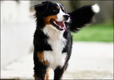 Combien de dents les chiens adultes poss&egrave;dent-ils ?