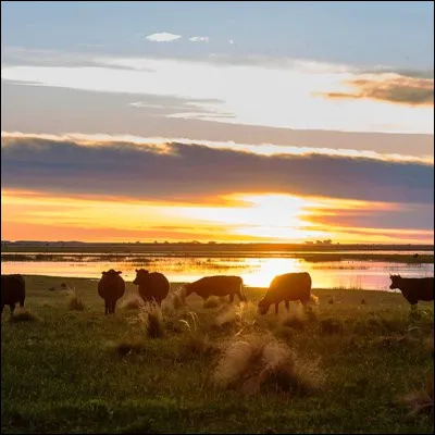 Quel terme désigne une plaine fertile recouverte de graminées et presque dépourvue darbres typique dAmérique du Sud ?