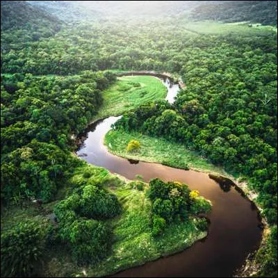 Quel oiseau de lAmérique tropicale, dont le nom signifierait "bec osseux", possède une espèce à carène et une espèce à gorge citron ?