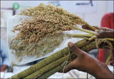 La voila partie, quelle est la longueur de son long cours ?