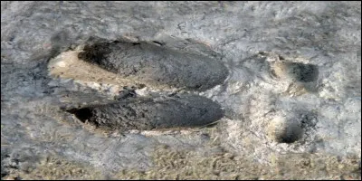 Quel animal a laissé cette empreinte ?