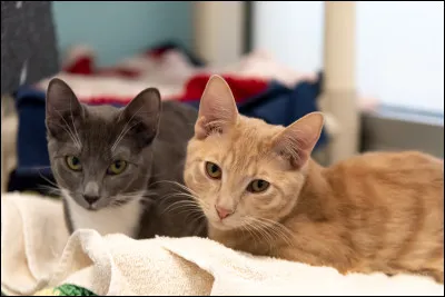 Vous avez deux petits, deux mâles. 
Le premier, roux et blanc, s'appelle Petit Campagnol. Et comment appelles-tu le deuxième, qui est gris ?