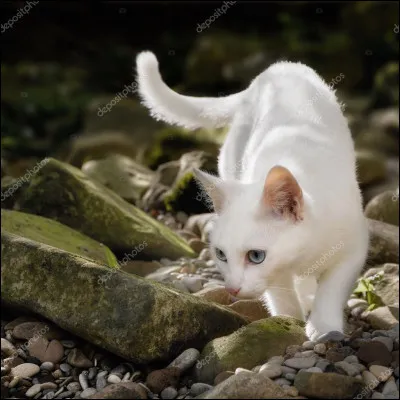 Les petits de ta deuxième portée (Petite Lumière, Petite Étoile et Petit Espoir) deviennent apprentis et Pelage de Lapin ne sort pas de la pouponnière parce qu'elle attend encore une troisième portée. (C'est Fleur de Bruyère en fait.) Et tu es le mentor de Nuage Lumineux, ta fille ! (Sur l'image !) Mais Pelage Bleu n'est toujours pas rétabli.
Comment réagis-tu ?