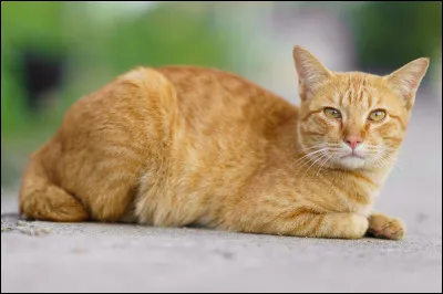 Tu sautes pour protéger ton amie. 
Et tout devient noir. 

Tu te réveilles cinq jours plus tard dans la tanière de la guérisseuse, aux côtés de Nuage de Chrysalide, tu es aveugle. Celle-ci t'explique que le renard t'a blessé aux deux yeux. L'un des deux ne pourra malheureusement plus jamais voir. (C'est Nuage de Chrysalide sur l'image.)