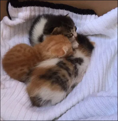 Fleur de Lune arrive. Elle explique à ton amie qu'elle est en train de mettre bas. Plume Rouge et toi êtes choqués, et tu comprends alors que le père est Nuage du Lion, qui est devenu Griffe du Lion. Trois petits naissent, un mâle et deux femelles. L'une d'entre elles est noire et blanche, et ton amie te demande de la baptiser. (Les petits sur l'image !)