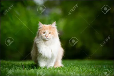 Patte de Lapin te demande si tu veux être son compagnon. (C'est elle)