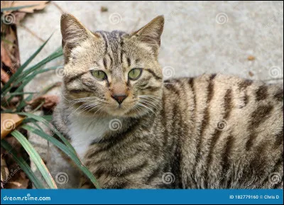 Mais qu'est-ce que c'est comme chat ?