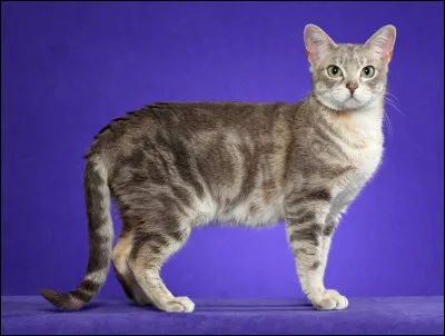 Quelle est cette race de chat ?