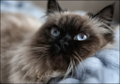 Mmm... Quelle est cette race ?