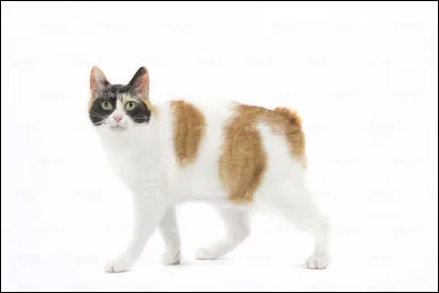 Alors ? J'attends, moi ! Qu'est-ce que c'est comme race ?