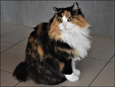 Quelle est donc cette race ?