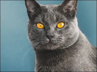 Quelle est la race de ce chat ?