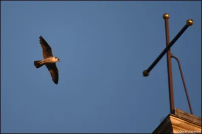 Quel oiseau est connu pour être le plus rapide en vol ?