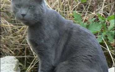 Quiz Test de personnalit