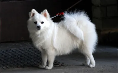 Je suis un petit chien blanc au poil long, ma race n'est pas née en France.