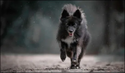 Je suis un hybride issu d'un croisement avec le husky.