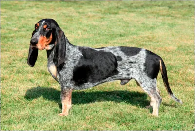 Je suis un chien de chasse, aux longues oreilles et au corps légèrement allongé.