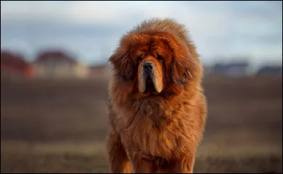 J'ai beaucoup de poils et je suis souvent appelé "le lion".