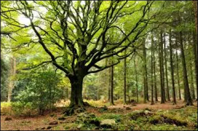 La forêt de Brocéliande se situe-t-elle en Bretagne ?