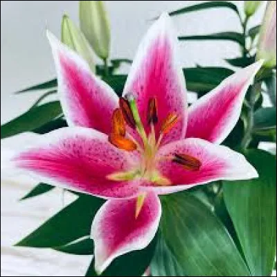 Si certains membres font un mauvais score, ils auront du mal à l'avaler...