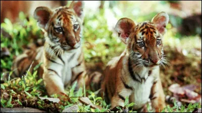 Qui est le réalisateur du film "Deux frères" ?