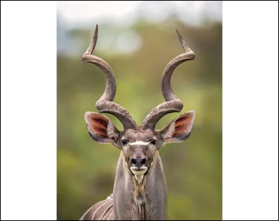 Plus compliqué, quel est cet animal avec ses cornes étranges ?