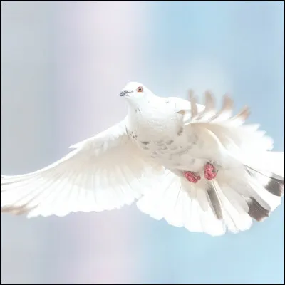 Et cet oiseau est...