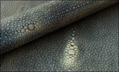 Le galuchat est un cuir de quel animal ?