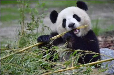 Quelle est la capitale de ce pays ?