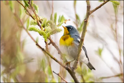 Quels animaux étudie un ____ ?