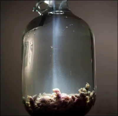 Probablement la chose la plus horrible de cette liste. Encore un mets chinois, mais qu'est-ce que c'est ?