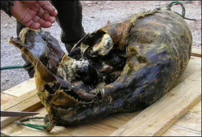 Une tradition du Groenland, cela consiste à farcir une peau de phoque avec des pingouins ou mouettes, eux-mêmes fourrés de plumes, graisse et pattes. Ce plat a déjà causé plusieurs intoxications. Quel est son nom ?